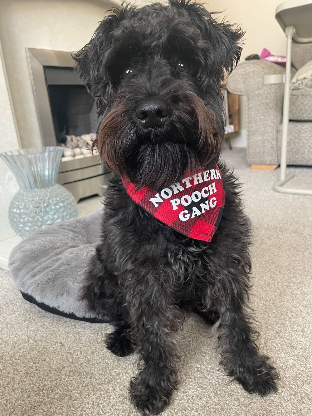 Northern Pooch Gang Dog Bandana - Northern Power Garms